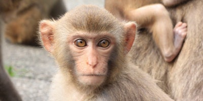 A small Rhesus Macaque monkey