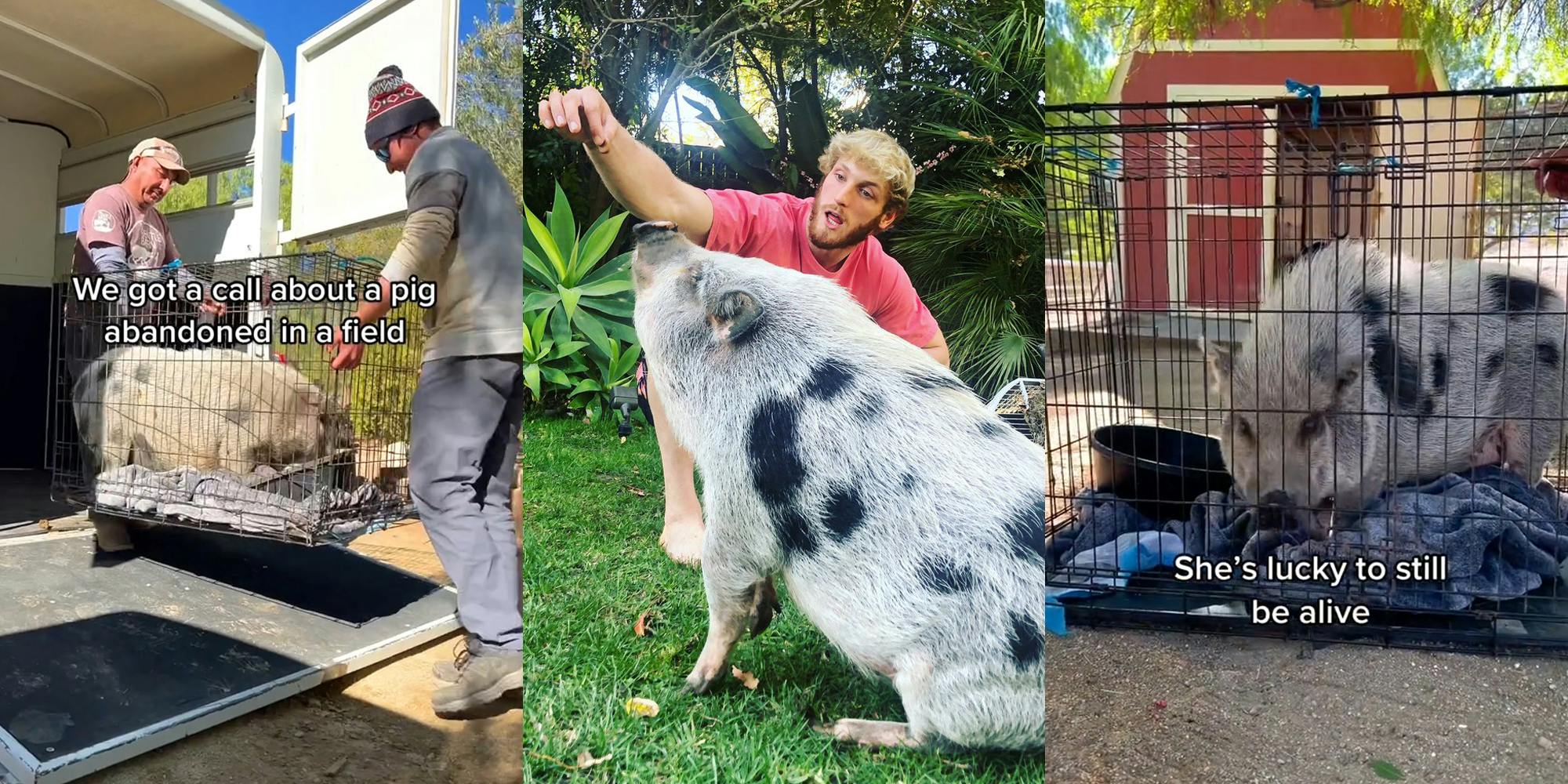 men carrying crate with pig inside out of trailer caption "We got a call about a pig abandoned in a field" (l) Logan Paul playing with pet pig in yard (c) pig in crate with caption "She's lucky to be alive" (r)