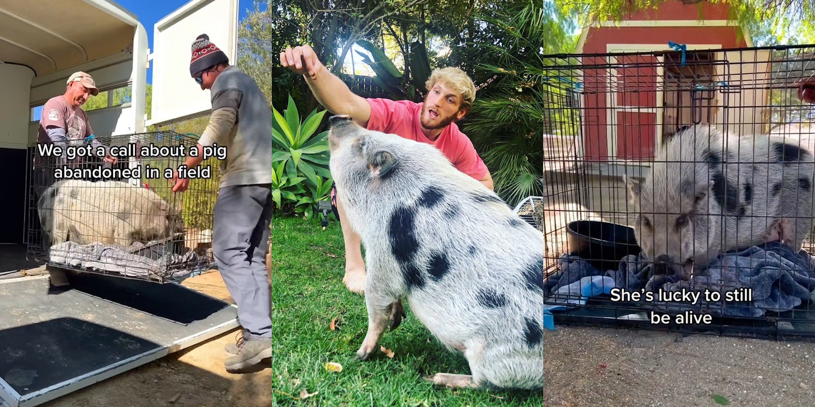 men carrying crate with pig inside out of trailer caption 'We got a call about a pig abandoned in a field' (l) Logan Paul playing with pet pig in yard (c) pig in crate with caption 'She's lucky to be alive' (r)