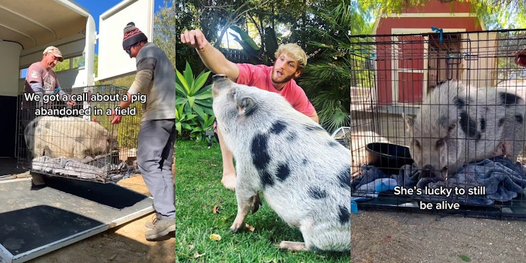 men carrying crate with pig inside out of trailer caption 'We got a call about a pig abandoned in a field' (l) Logan Paul playing with pet pig in yard (c) pig in crate with caption 'She's lucky to be alive' (r)