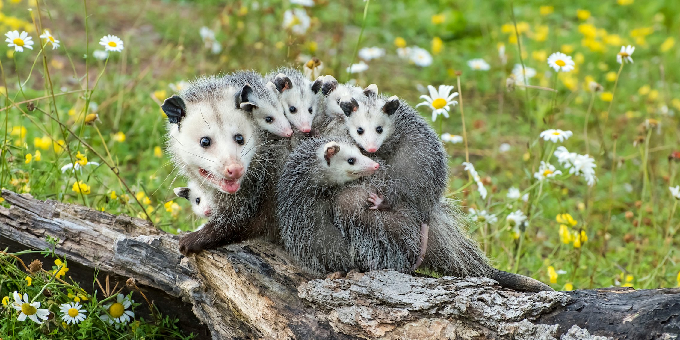 possum mother with babies on back