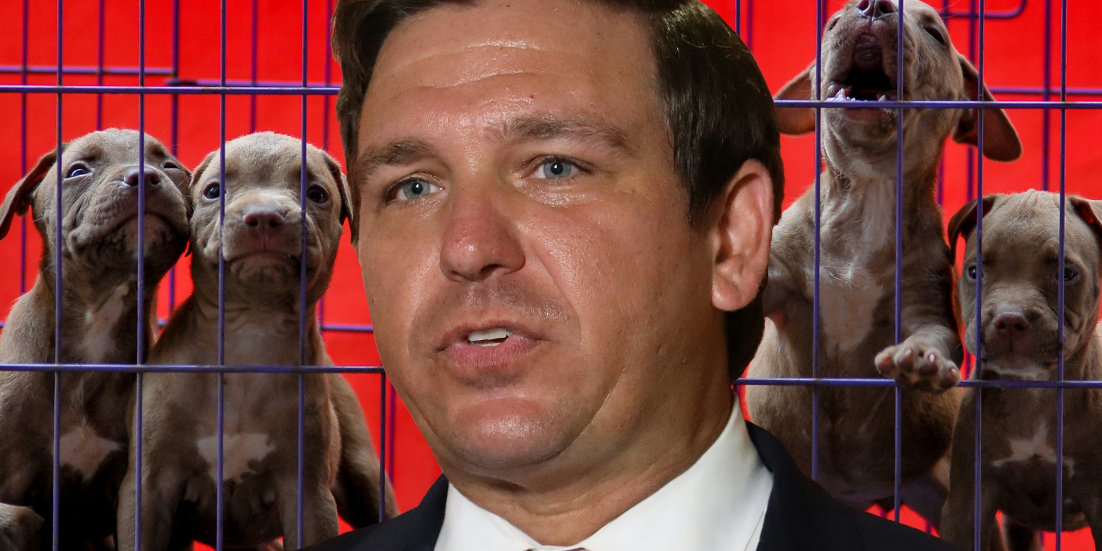 Ron DeSantis in front of puppies in cage