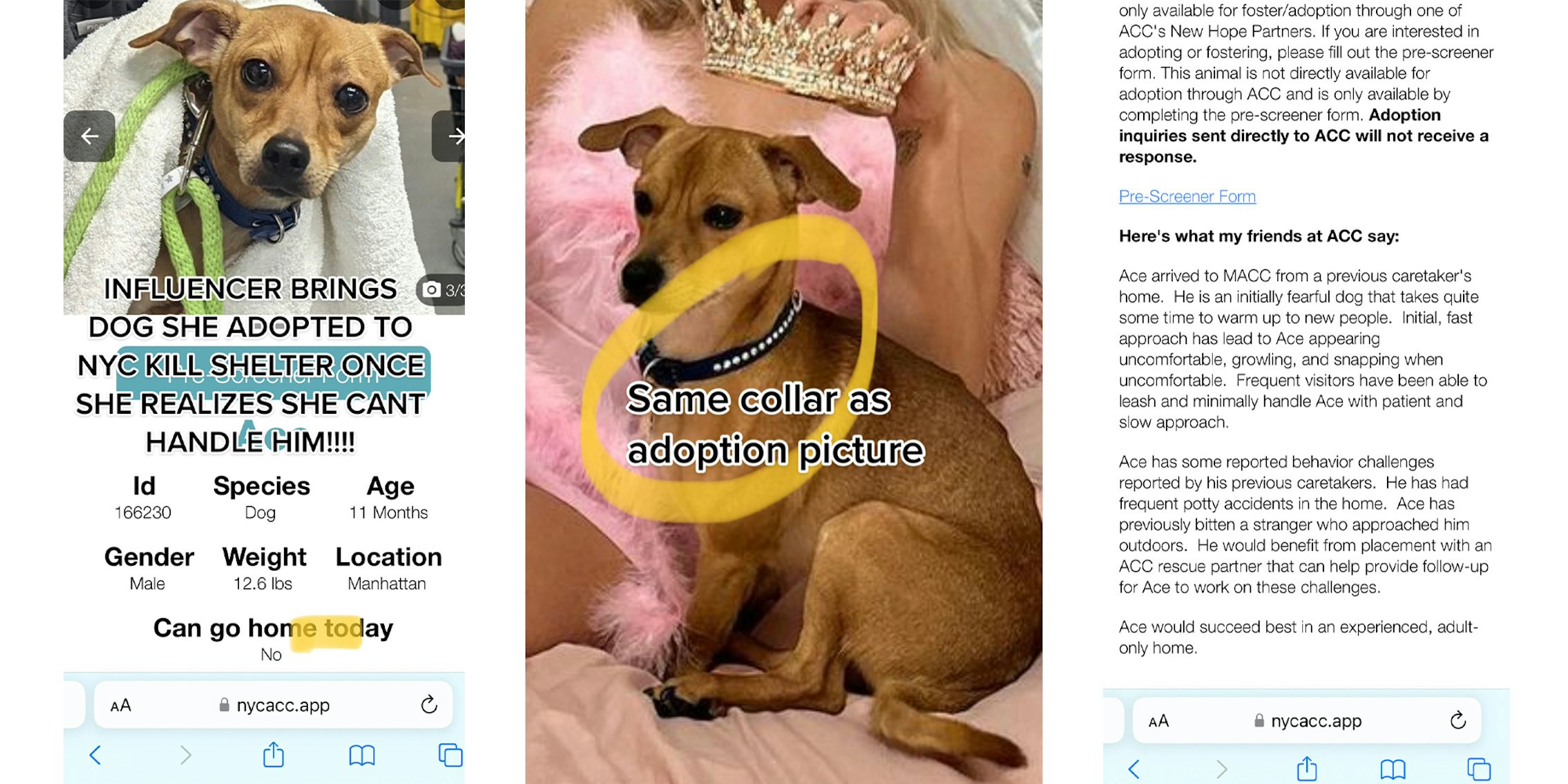 Influencer sends dog to kill Shelter