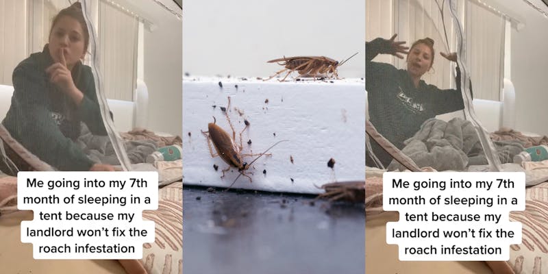tenant in tent on bed with caption "Me going into my 7th month of sleeping in a tent because my landlord won't fix the roach infestation" (l) roaches on window (c) tenant in tent on bed with caption "Me going into my 7th month of sleeping in a tent because my landlord won't fix the roach infestation" (r)