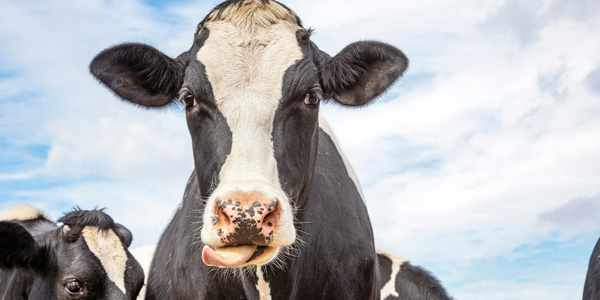 cow licks her lips off with her tongue far out and a blue sky background