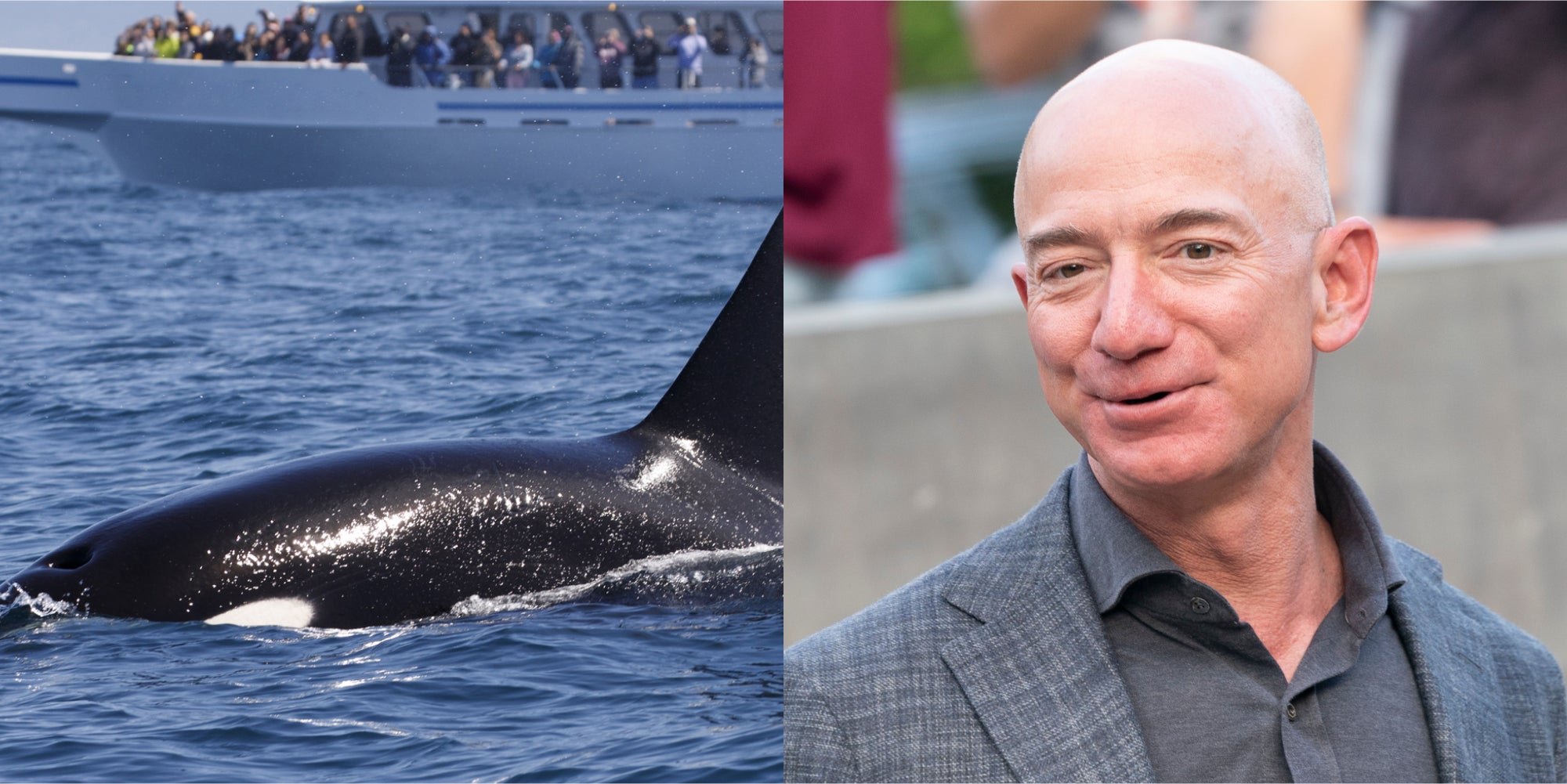 Orcas Attacking Jeff Bezos' Yacht Memes