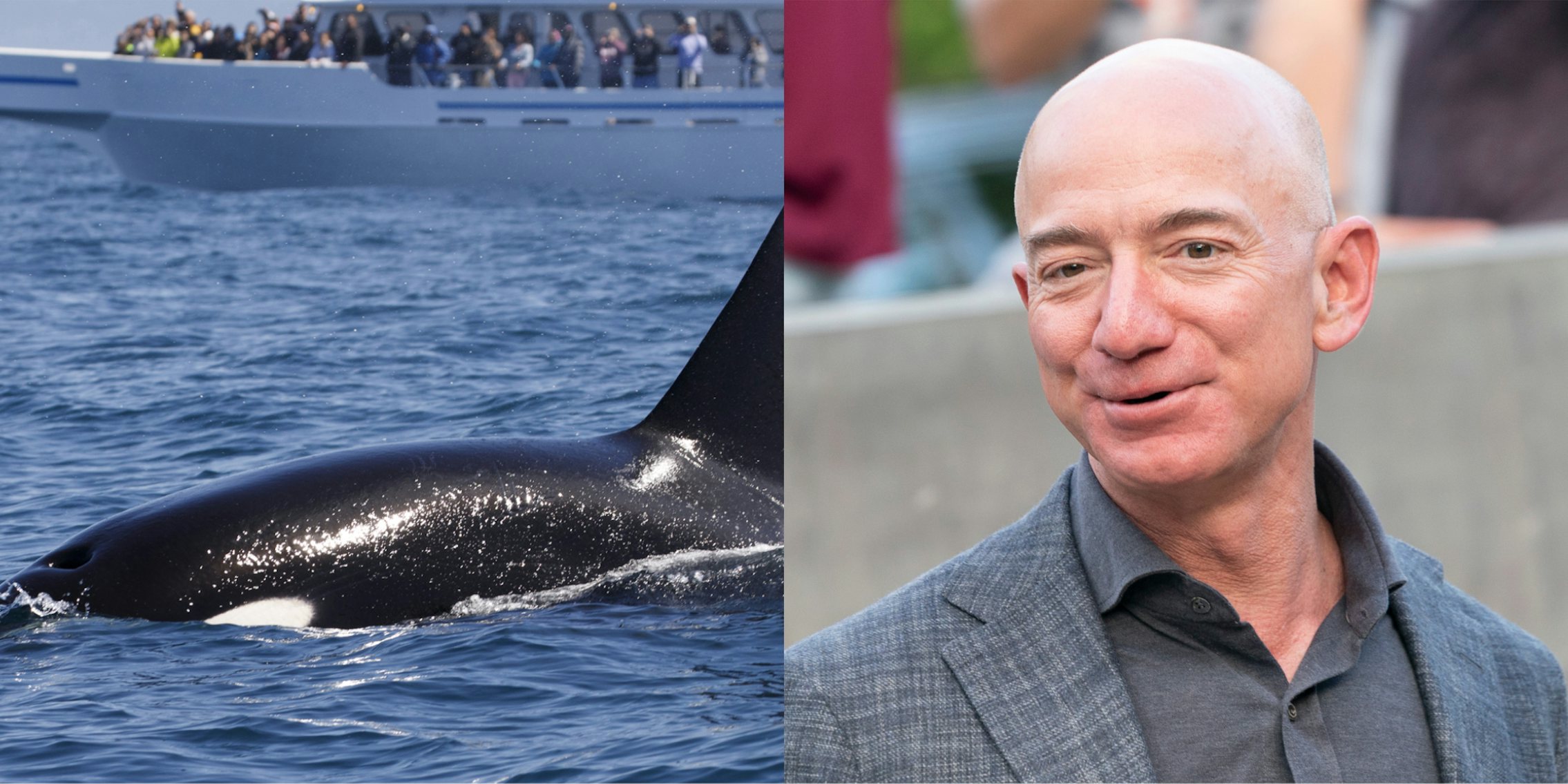 Orca in water near boat (l) Jeff Bezos speaking in front of blurry background (r)