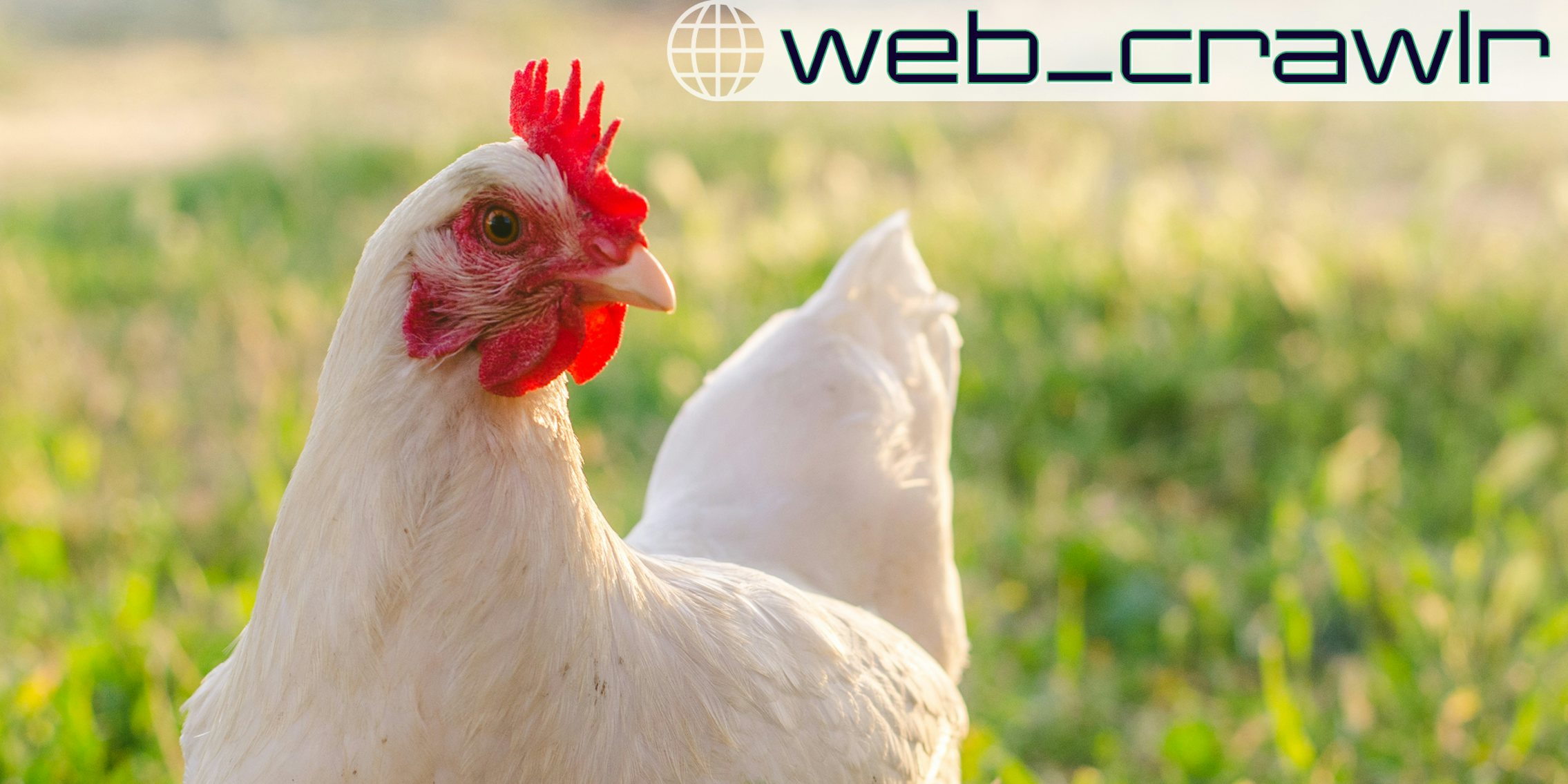 A chicken looking to the right. The Daily Dot newsletter web_crawlr logo is in the top right corner.
