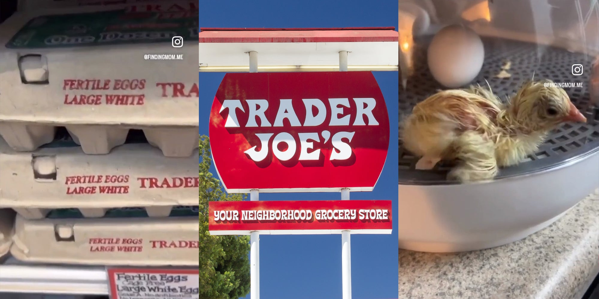 Customer hatches eggs from Trader Joe's