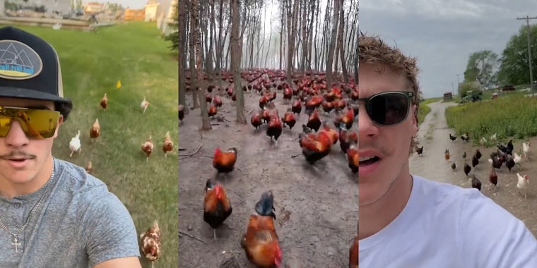 man speaking outside with chickens behind (l) chickens in group running (c) man speaking outside with chickens behind (r)