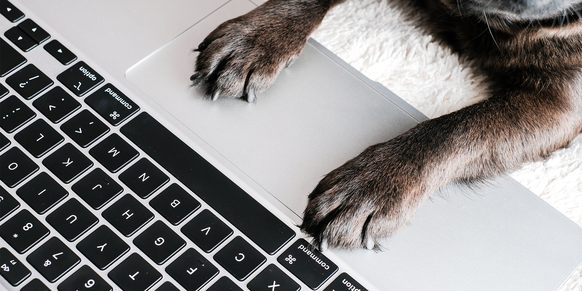 top view of pug or brabancon dog with laptop on white