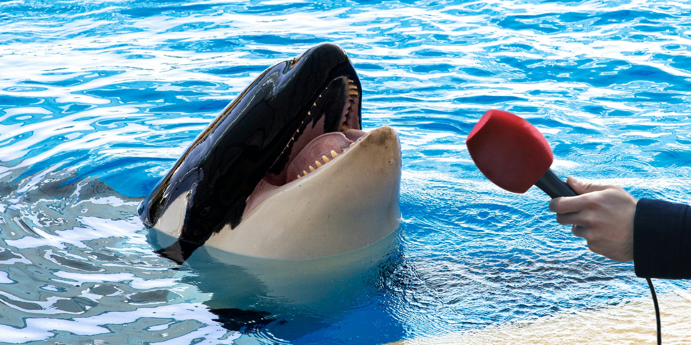 Memes are giving an orca with a microphone a perfect voice