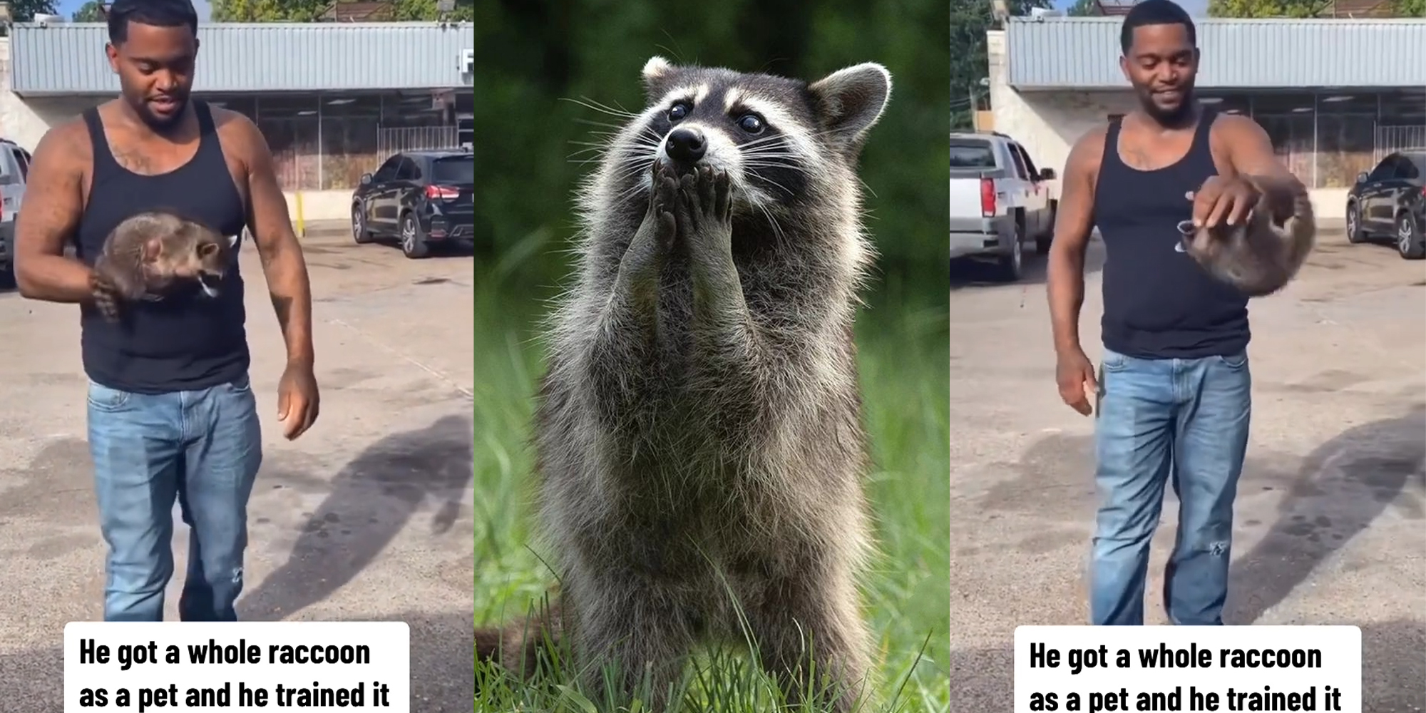 Houston Man Has Pet Raccoon, Making Other People Want One