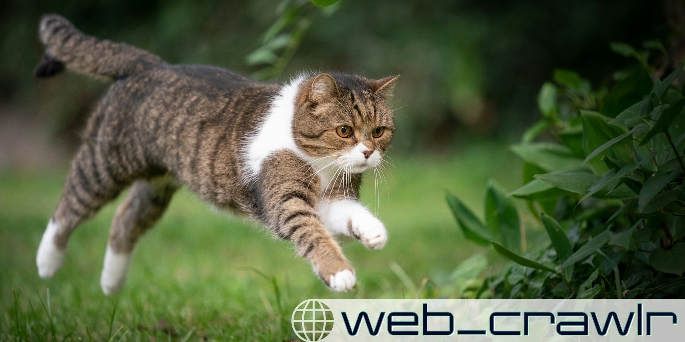 A cat jumping. The Daily Dot newsletter web_crawlr logo is in the bottom right corner.