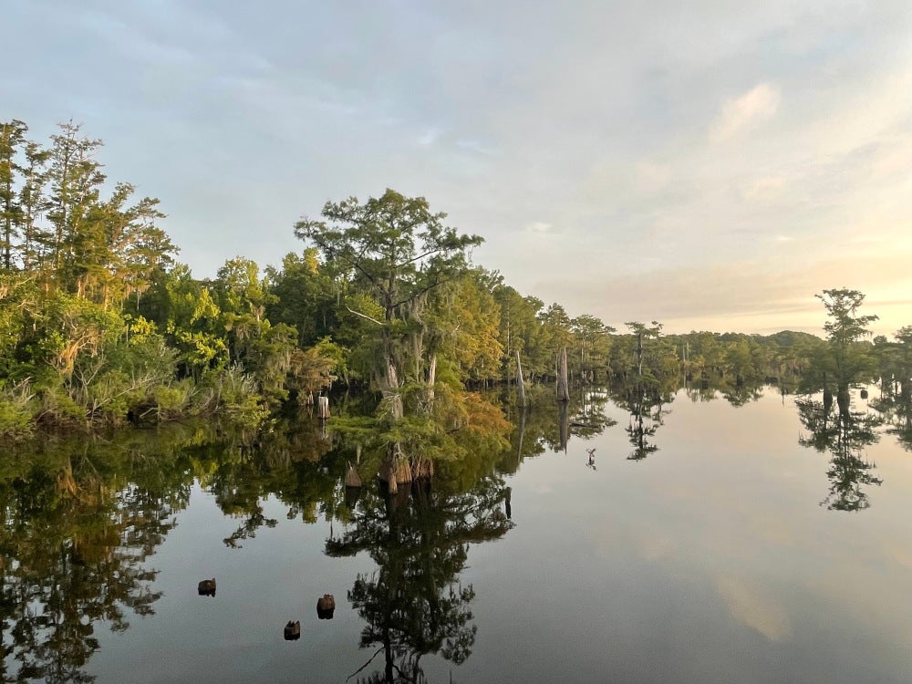 cypress trees in the dead lakes of florida