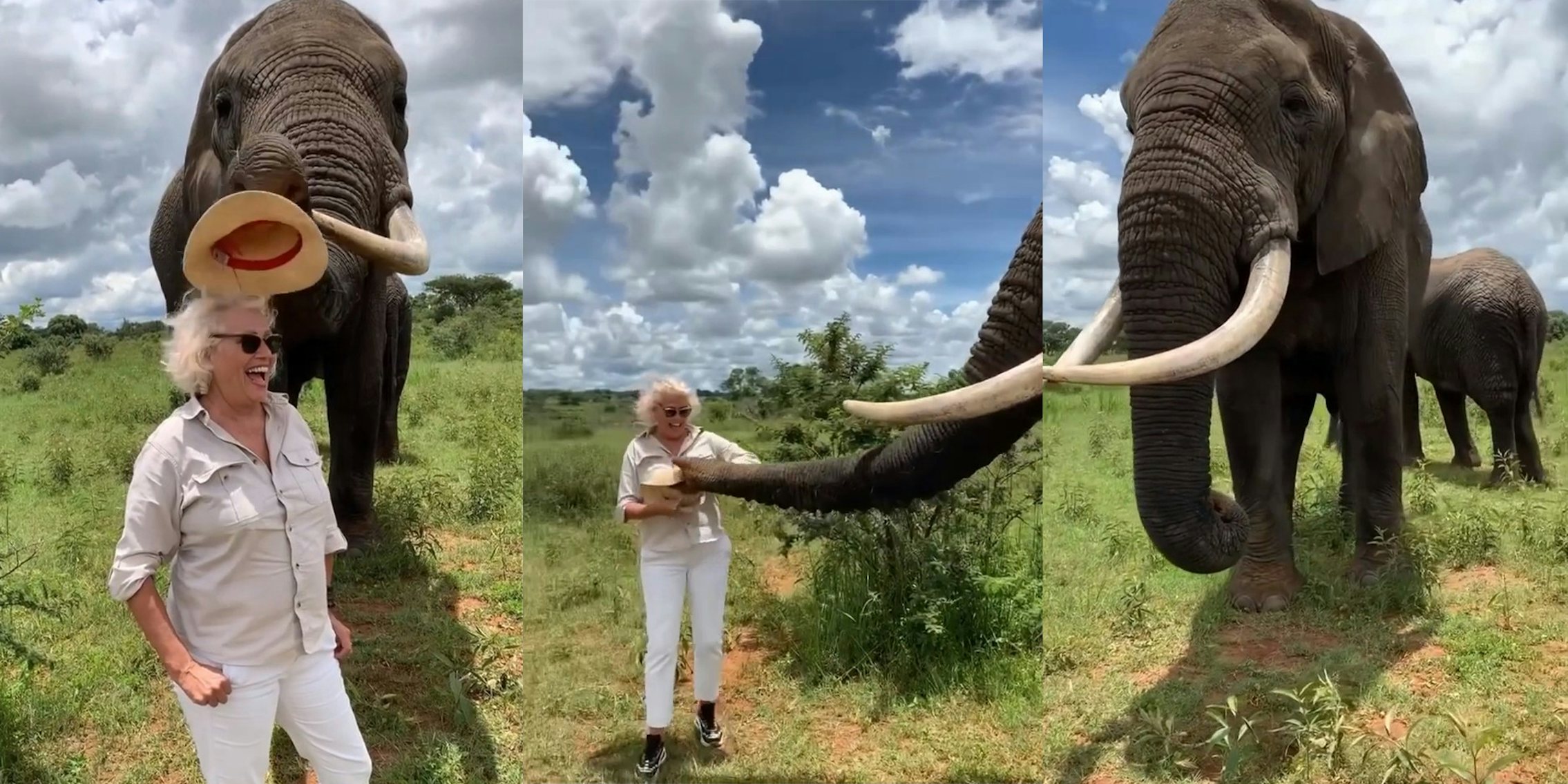 Elephant pretends to steal woman's hat before giving it back.