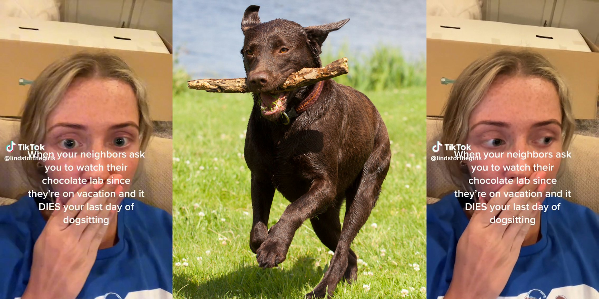 woman with her hand over her mouth (l & r) chocolate labrador with stick in its mouth (c)