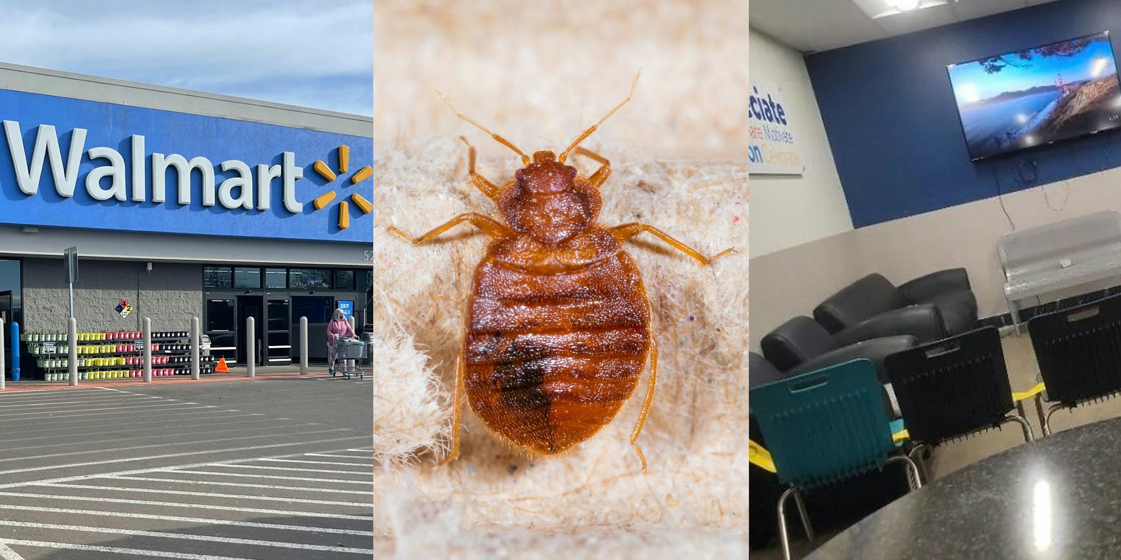 Walmart building with sign (c) bed bug up close (c) Walmart break room with chairs and tape (r)