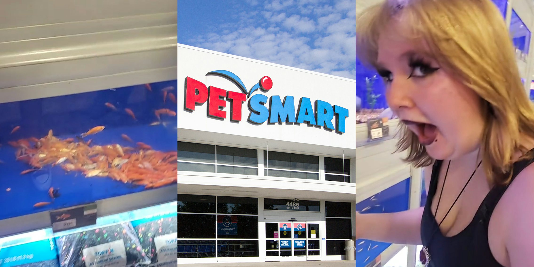 Customers find tons of dead fish in tank at Pet Smart