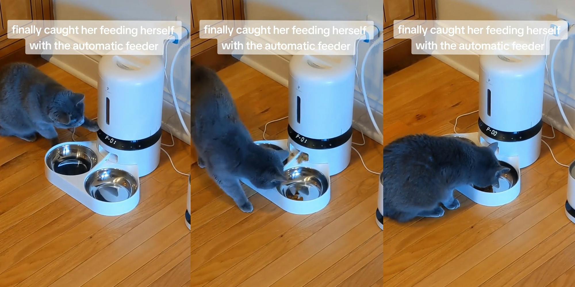 cat using automatic feeder with caption "finally caught her feeding herself with the automatic feeder" (l) cat using automatic feeder with caption "finally caught her feeding herself with the automatic feeder" (c) cat using automatic feeder with caption "finally caught her feeding herself with the automatic feeder" (r)
