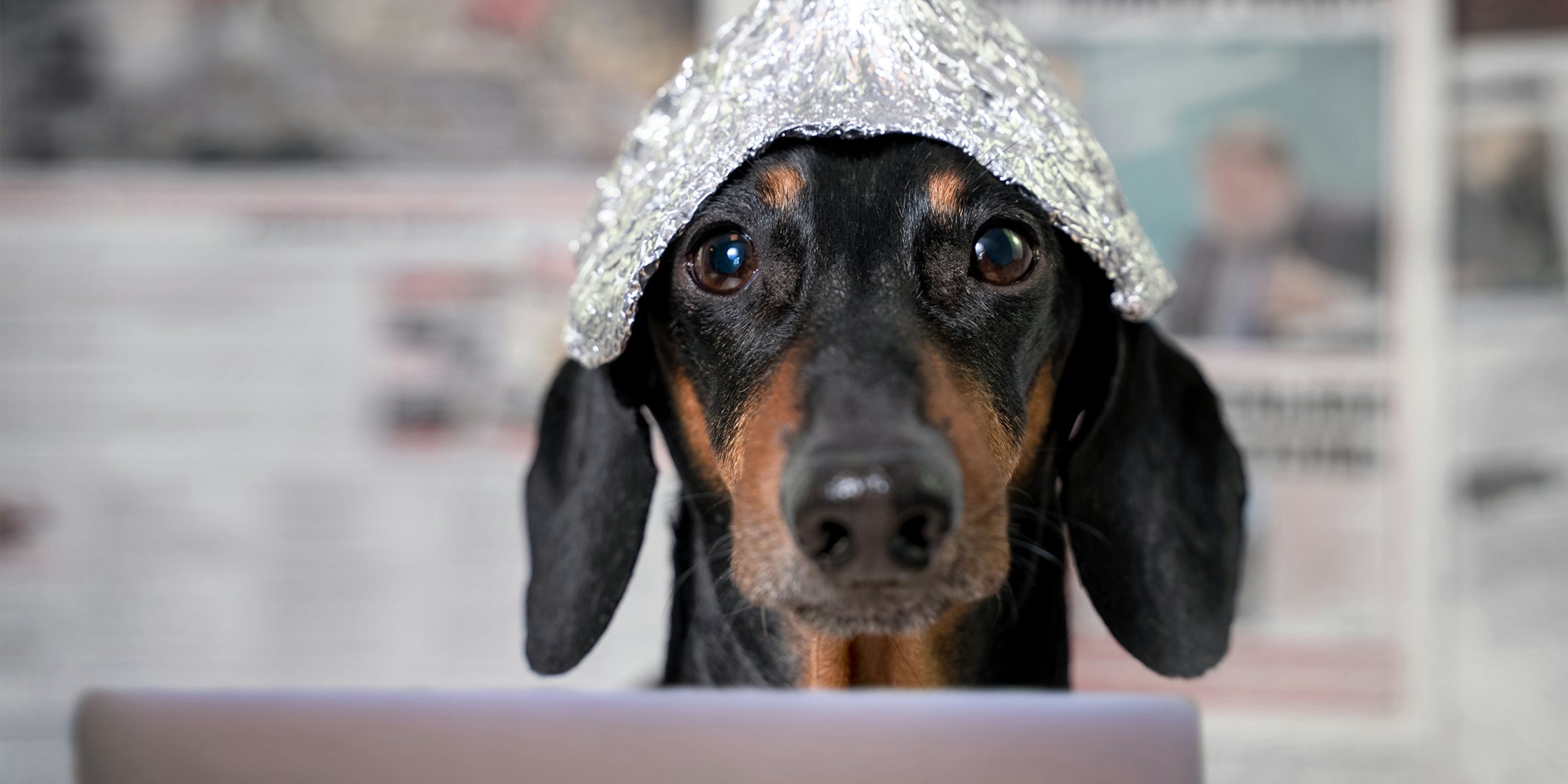 dog at laptop with foil cap on head