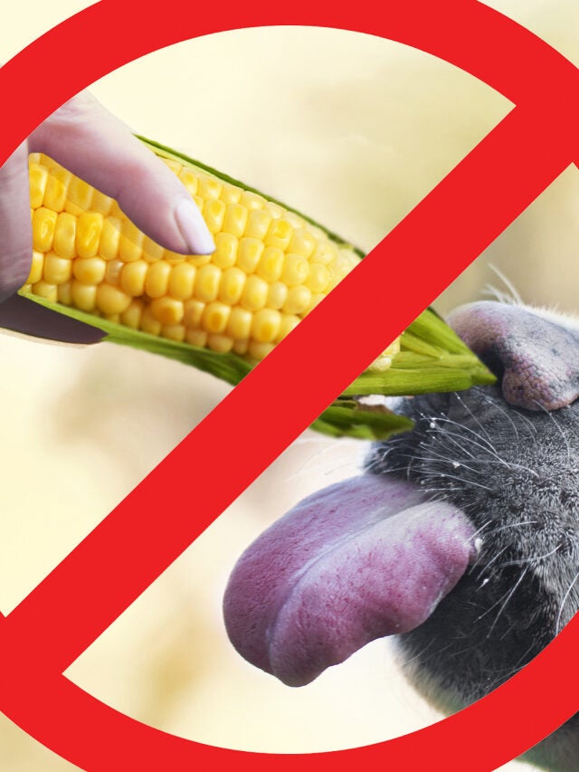 Vet Issues PSA About Corn Cobs And Dogs