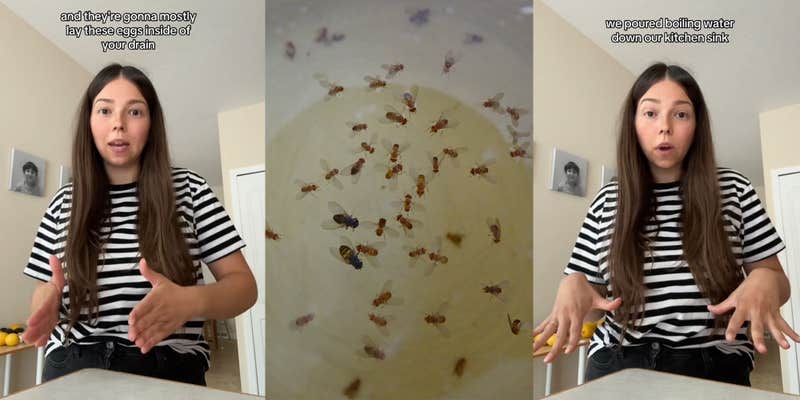 Woman Shares 'Foolproof' Hack for Getting Rid of Fruit Flies