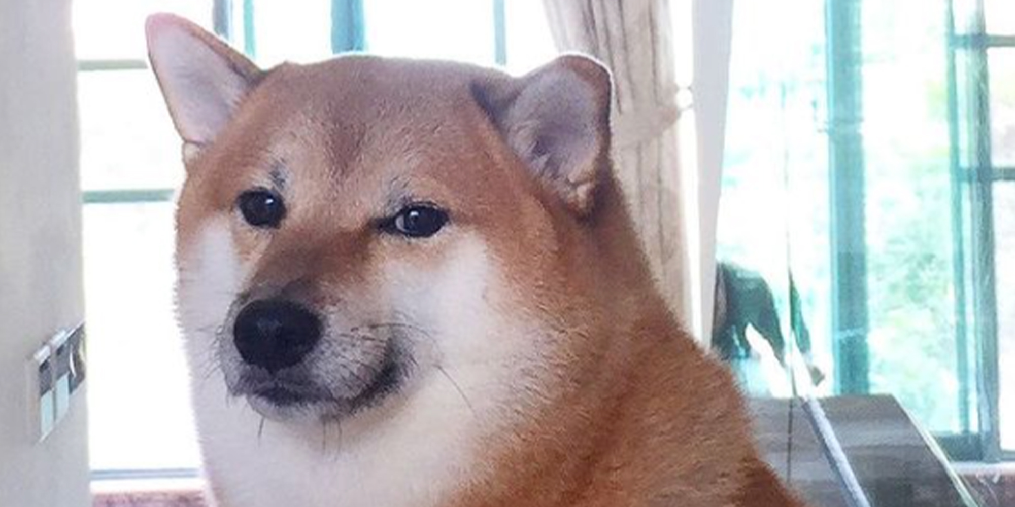 Cheems, Beloved Shiba Inu Dog Who Became A Meme, Has Died