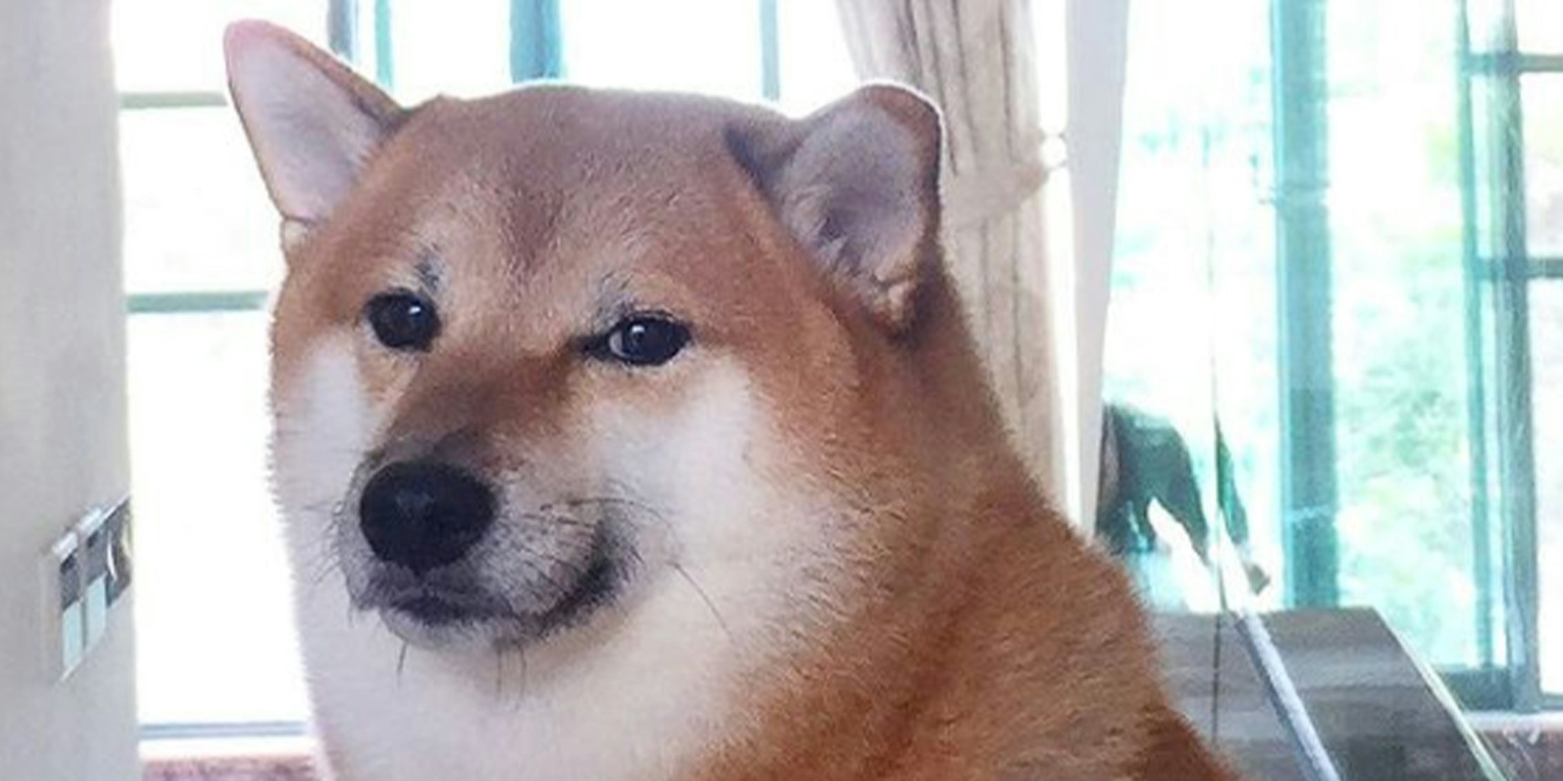 Famous meme dog Cheems