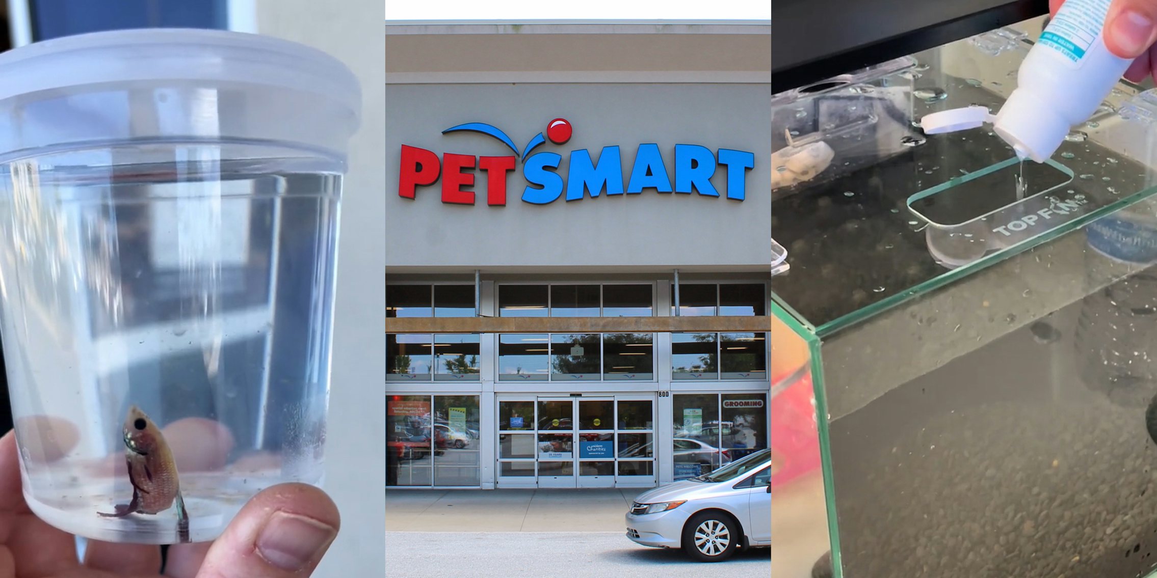 PetSmart customer holding Beta Fish in cup (l) PetSmart building with sign (c) PetSmart customers preparing tank for fish (r)