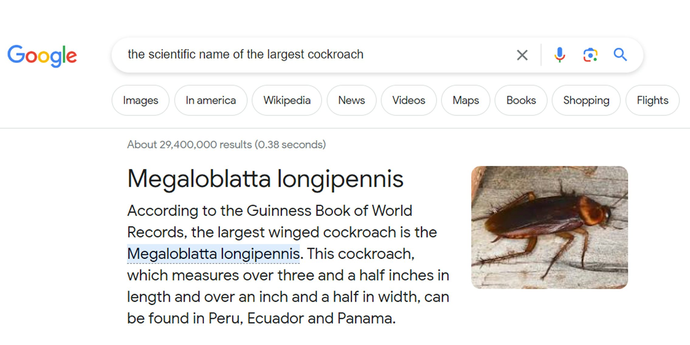 Google search for 'the scientific name of the largest cockroach Megaloblatta longipennis' with image of cockroach