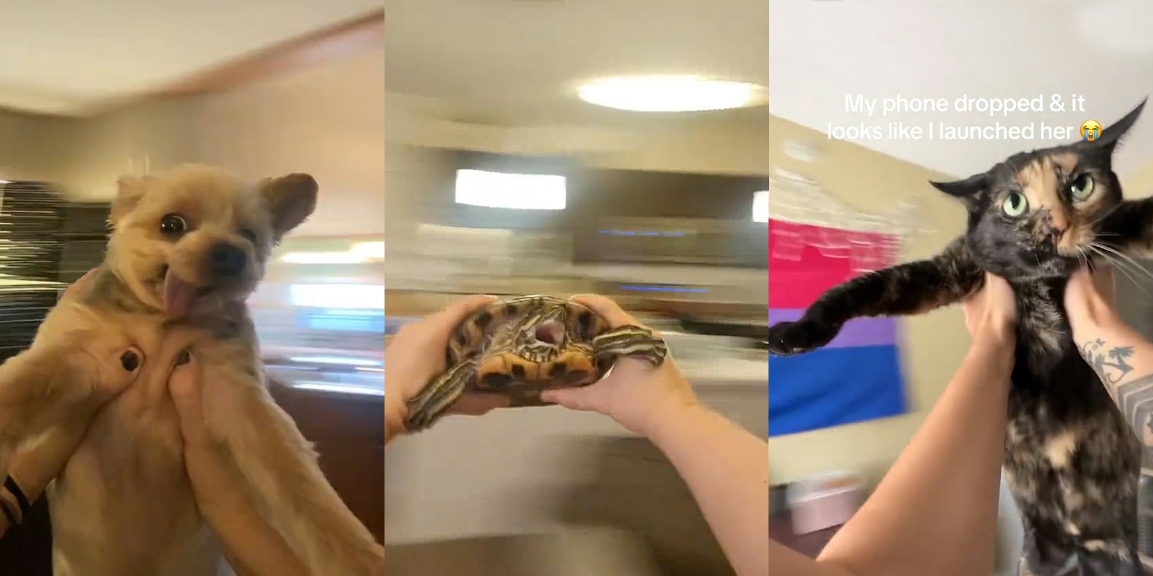 dog being spun by owner (l) turtle being spun by owner (c) cat being spun by owner with caption 'My phone dropped & it looks like i launched her' (r)