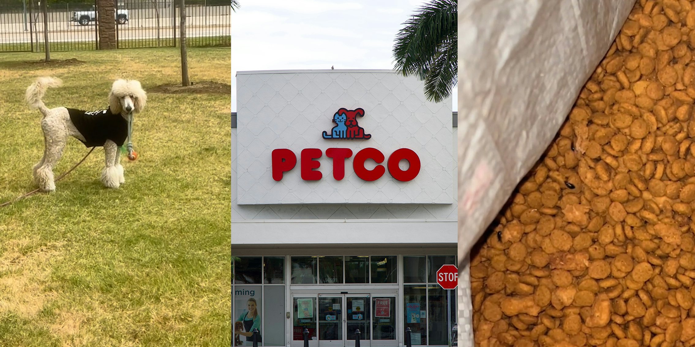 Petco customer says fresh bag of Purina dog food had bugs in it, made her dog sick after one bowl
