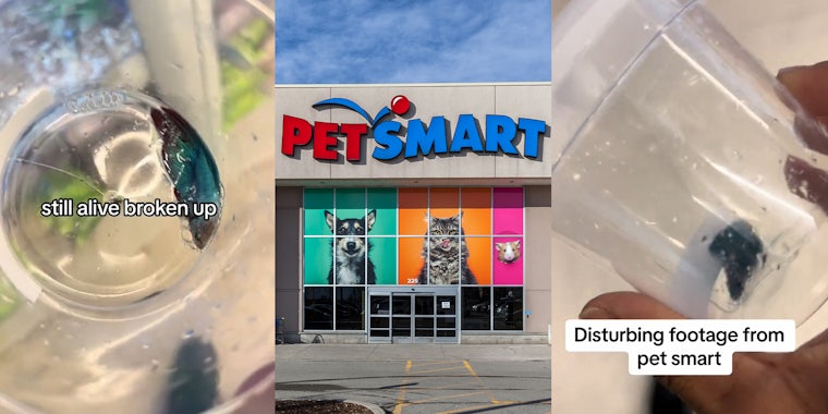 PetSmart worker claims he was fired for sticking up for the animals