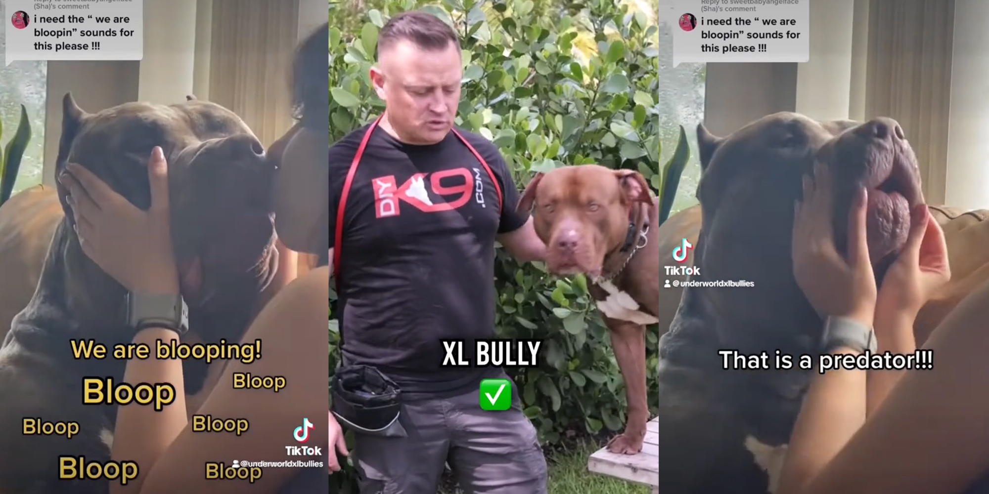 It S A Pattern Of Behavior And It Cannot Go On Why Are American   XL Bully 