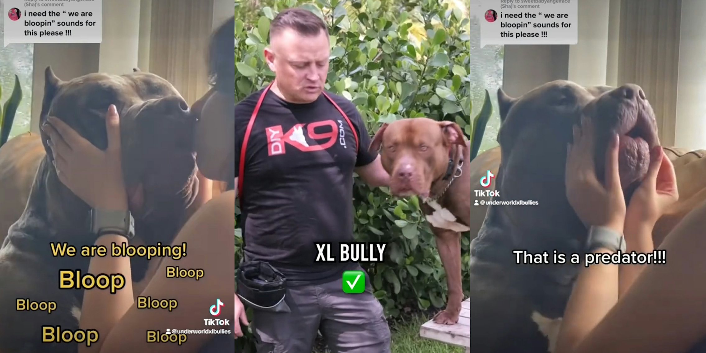 Why are American bully XL dogs being banned?