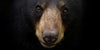 American Black bear face up close