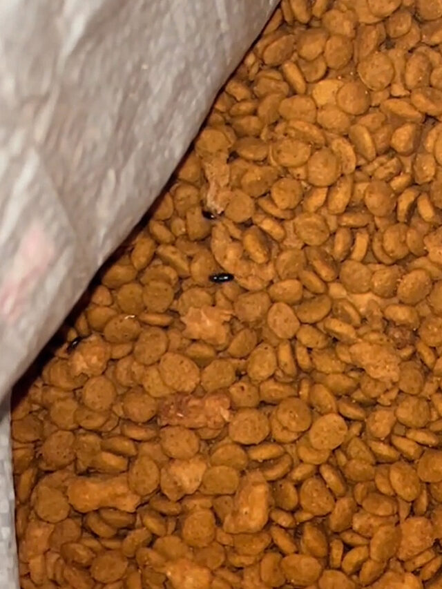 Petco Customer Says Purina Dog Food Had Bugs Made Dog Sick