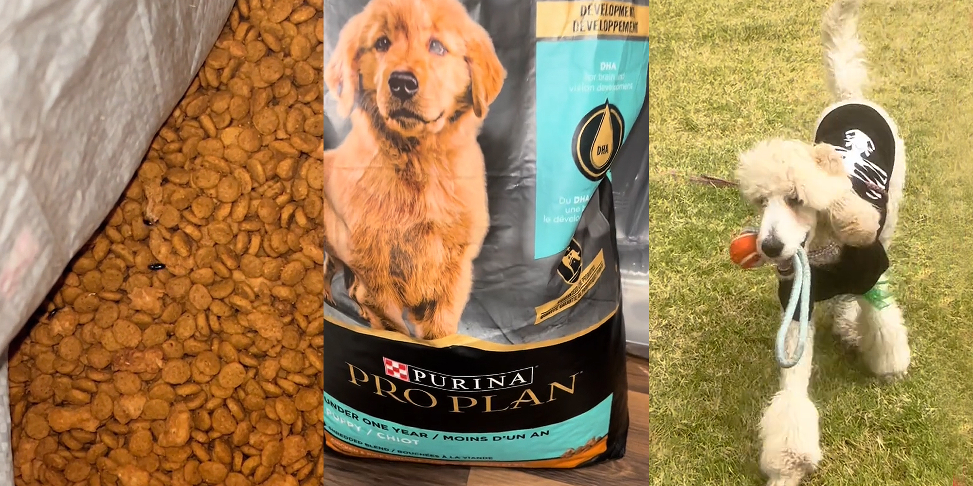 Petco Customer Says Purina Dog Food Had Bugs Made Dog Sick