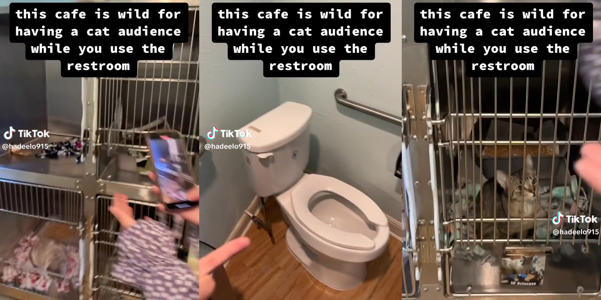 ‘A cat audience while you use the restroom': Cafe keeps cats in cages in restroom, customers discover