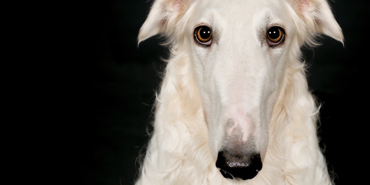 'Let me do it for you': meme (with picture of borzoi)