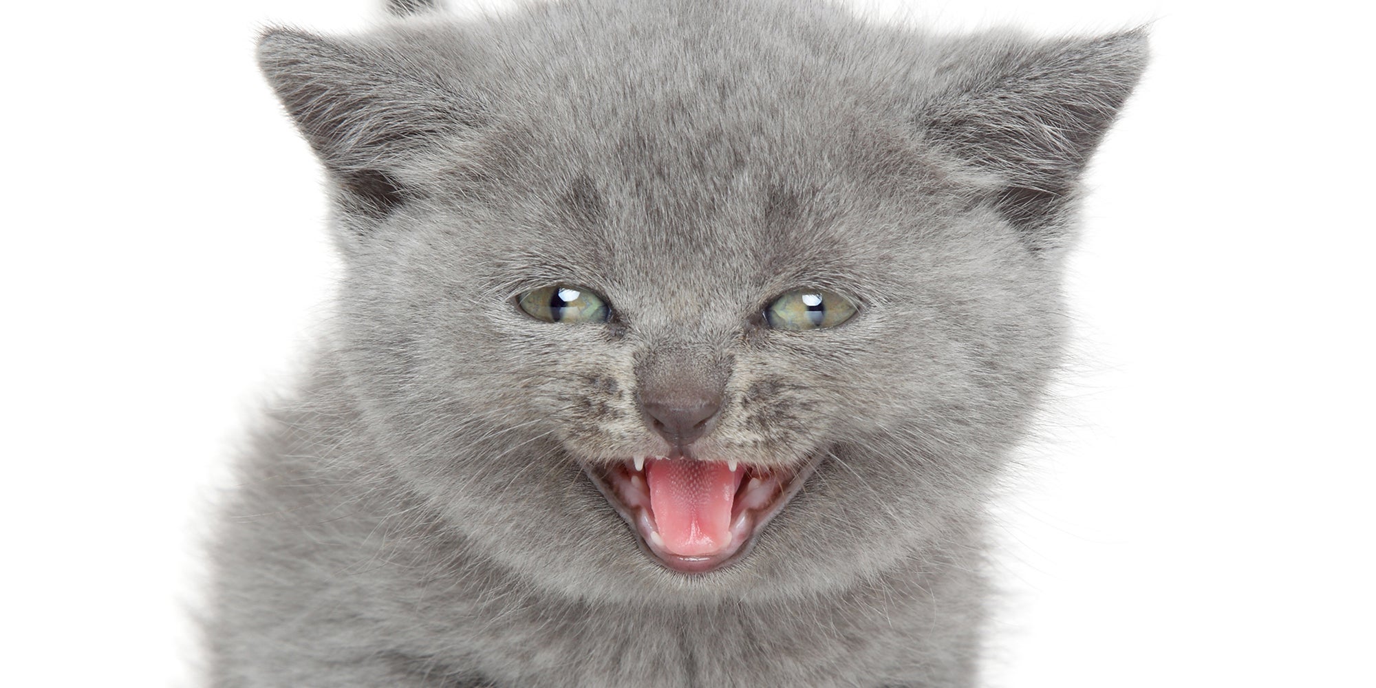 The ‘Cat Coughing’ Meme, Explained