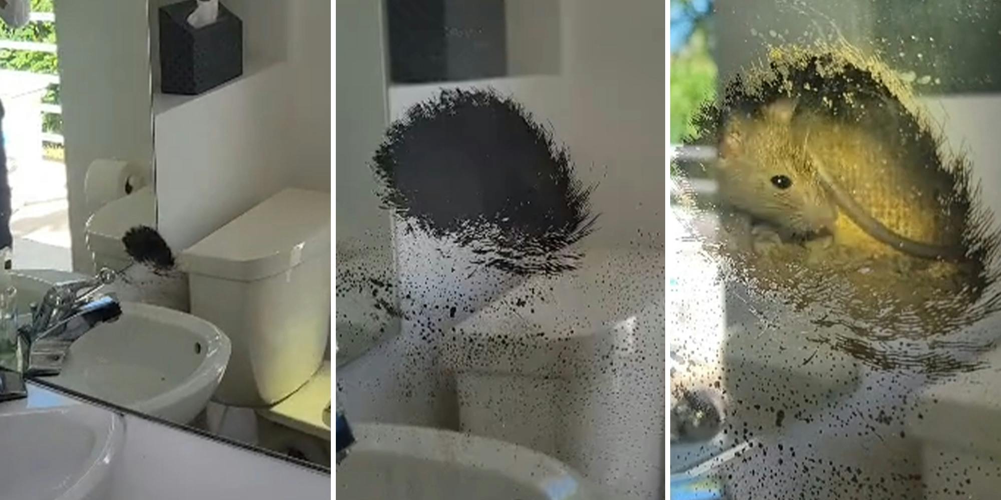 Woman finds rat in open pipe behind mirror
