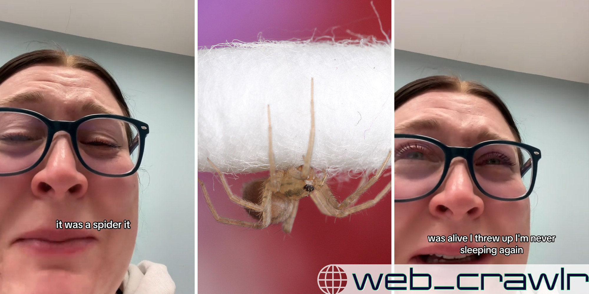 Daily Dot Newsletter Spider Discovered In Woman S Ear   Spider WebCrawlr 