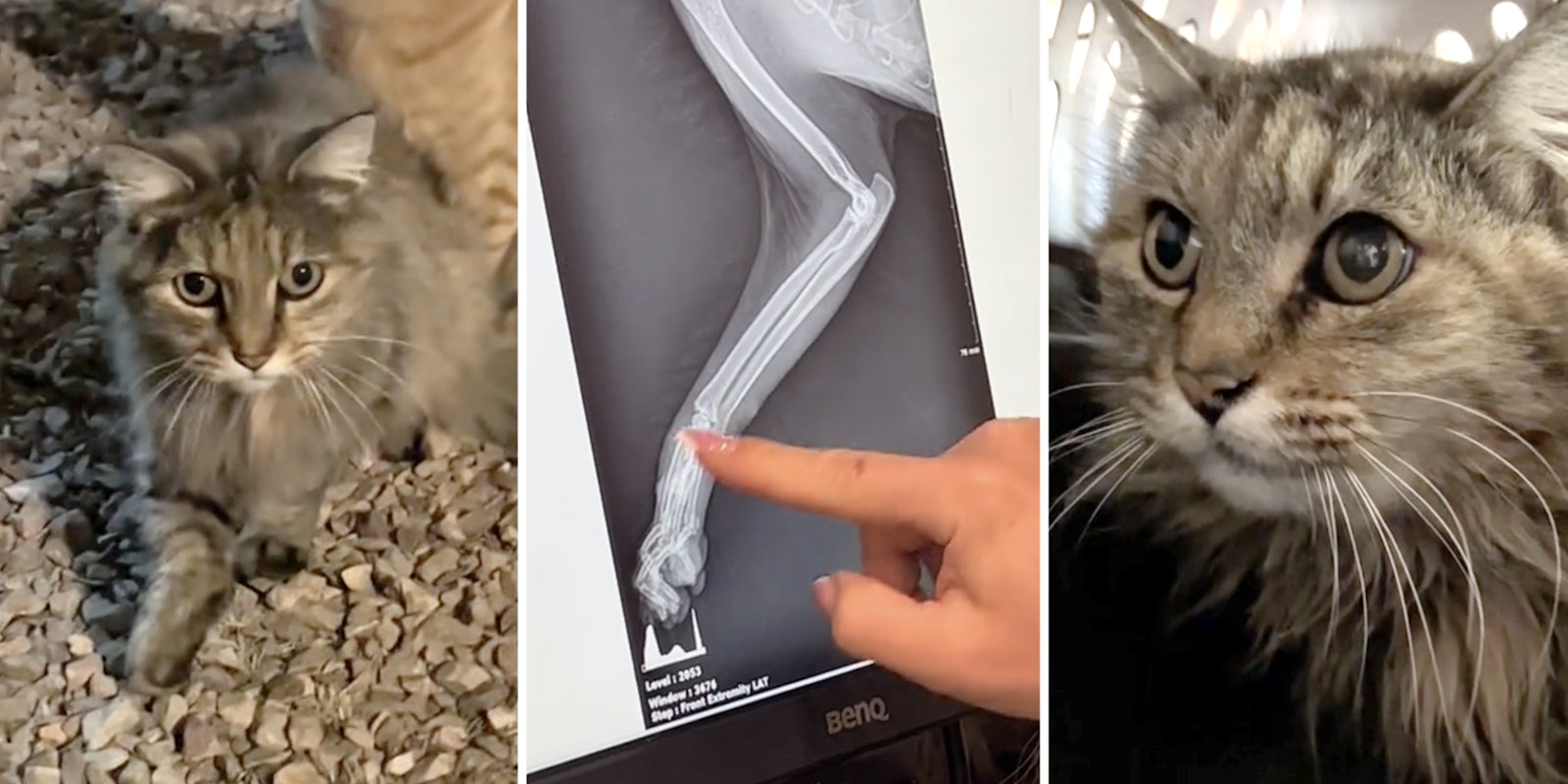 Cat with broken paw(l), Xray(c), Cute cat(r)