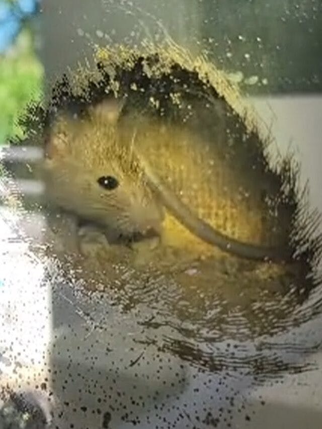 Rat discovered in open pipe behind mirror