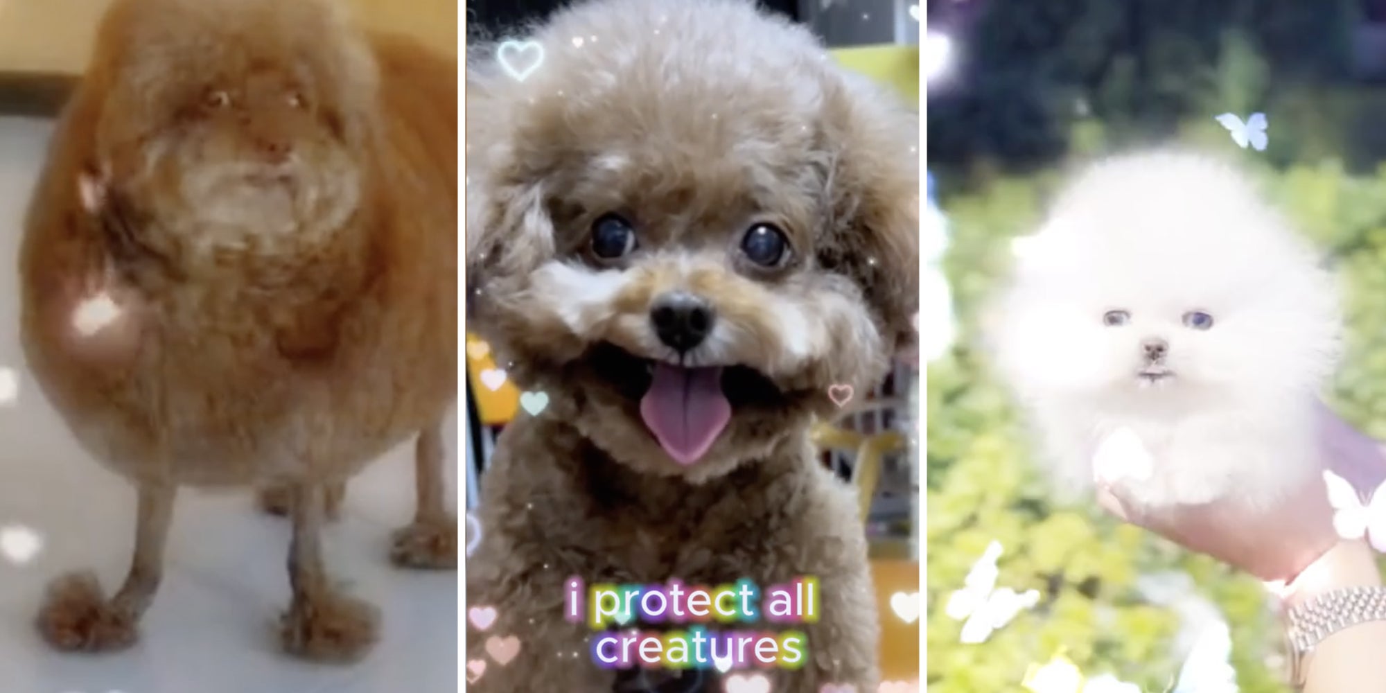 What Is the Mulchgang and Why Are They Obsessed With Soil?