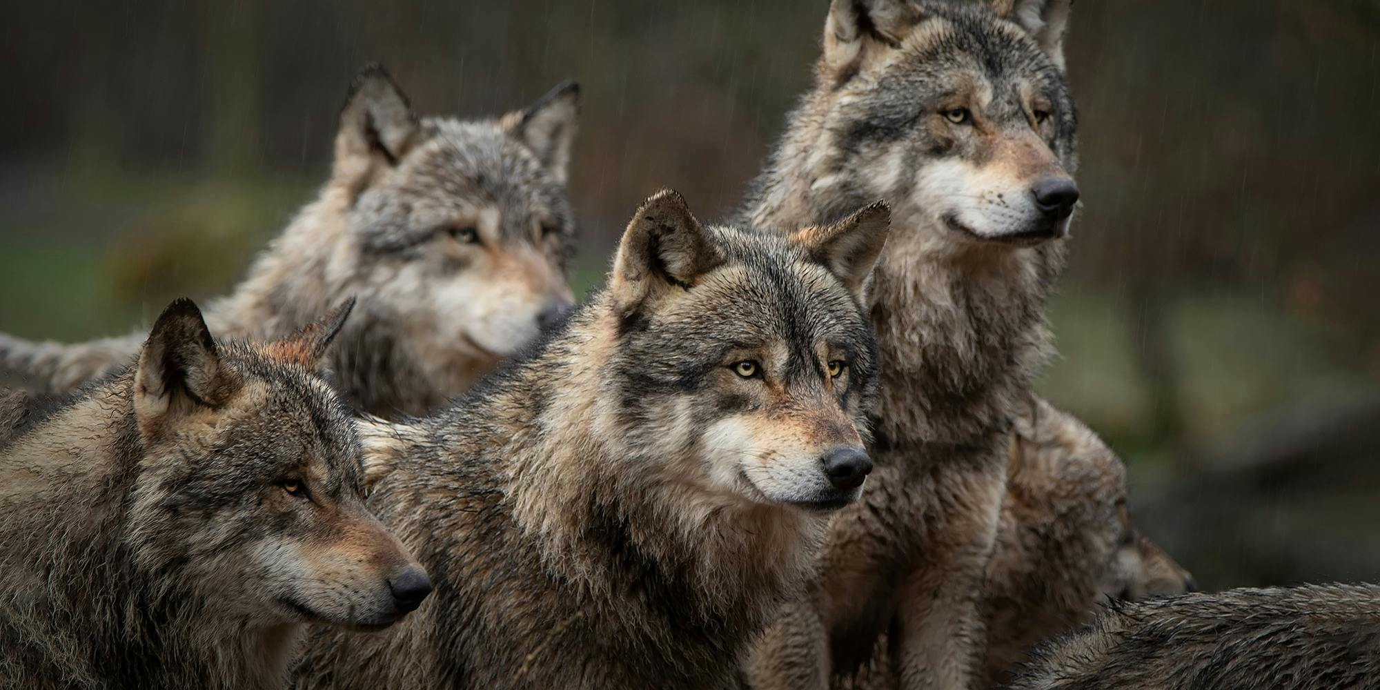 gray wolf pack in forest