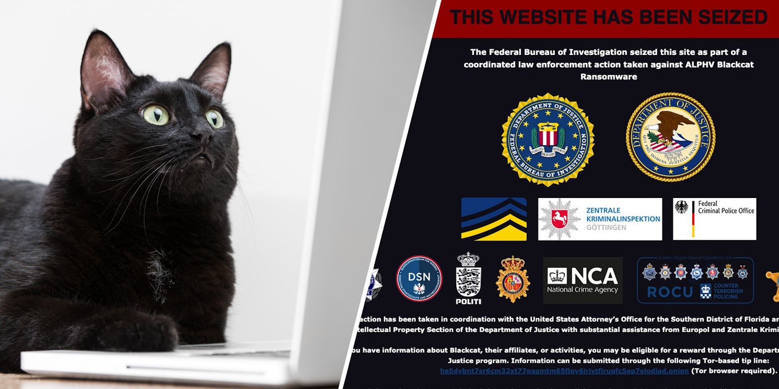 Black cat on computer(l), Website has been seized(r)