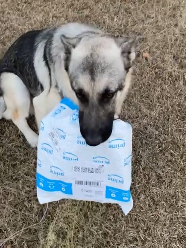 Delivery Driver Has To Chase Dog Who Stole Prime Package